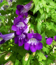 Joan Lorraine Asarina Seeds, Herbal