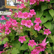 Pink Bloom Asarina Seeds