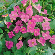 Pink Bloom Asarina Seeds