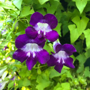 Blue Gloxinia Asarina Seeds