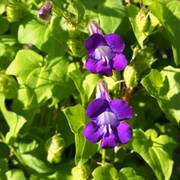Joan Lorraine Asarina Seeds, Herbal