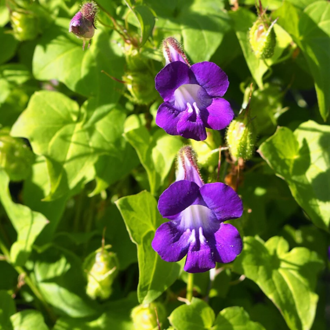 Joan Lorraine Asarina Seeds, Herbal