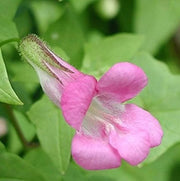 Pink Bloom Asarina Seeds