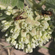 Sand Milkweed Asclepias Arenaria Seeds, Herbal