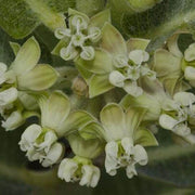 Sand Milkweed Asclepias Arenaria Seeds, Herbal