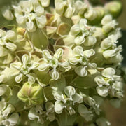 Sand Milkweed Asclepias Arenaria Seeds, Herbal