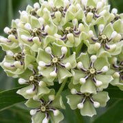 Antelope Horns Asclepias Asperula Seeds, Herbal