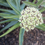 Asclepias Asperula Seeds, Herbal