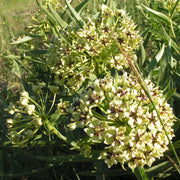 Asclepias Asperula Seeds, Herbal