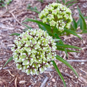 Antelope Horns Asclepias Asperula Seeds, Herbal