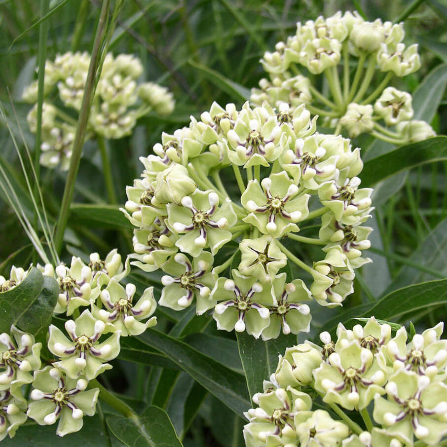 Antelope Horns Asclepias Asperula Seeds, Herbal