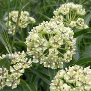 Antelope Horns Asclepias Asperula Seeds, Herbal