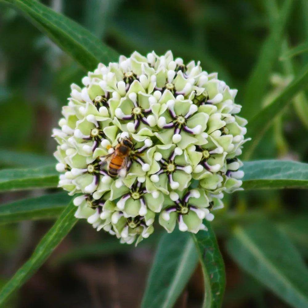 Asclepias Asperula Seeds, Herbal