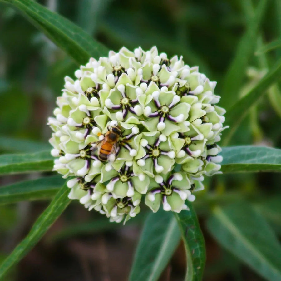Asclepias Asperula Seeds, Herbal