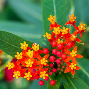 Bloodflower Milkweed Asclepias Curassavica Seeds