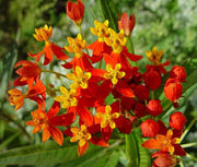 Bloodflower Milkweed Asclepias Curassavica Seeds