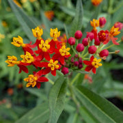 Bloodflower Milkweed Asclepias Curassavica Seeds