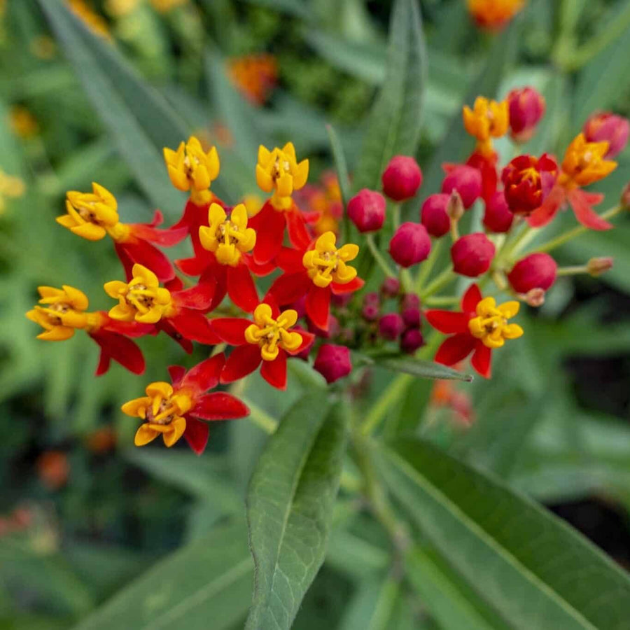 Bloodflower Milkweed Asclepias Curassavica Seeds