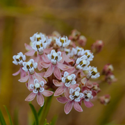 Narrowleaf Milkweed Asclepias Fascicularis Seeds