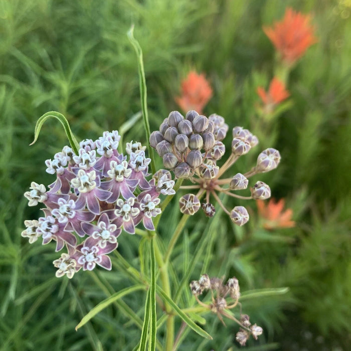 Narrowleaf Milkweed Asclepias Fascicularis Seeds