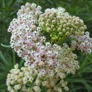 Narrowleaf Milkweed Asclepias Fascicularis Seeds