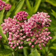 Incarnata Asclepias Seeds