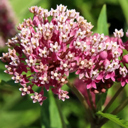 Incarnata Asclepias Seeds