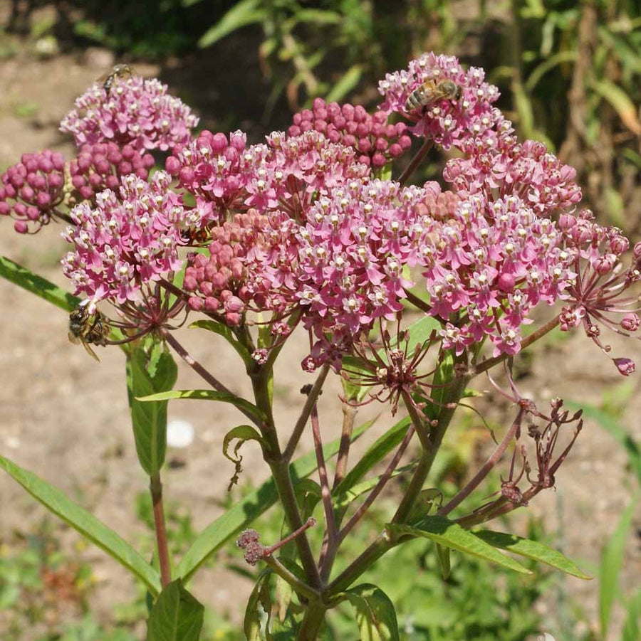 Incarnata Asclepias Seeds