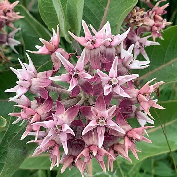 Showy Asclepias Speciosa Seeds, Herbal
