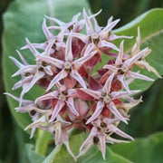 Showy Asclepias Speciosa Seeds, Herbal