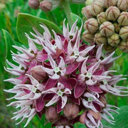 Showy Asclepias Speciosa Seeds, Herbal