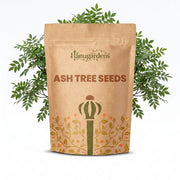 Ash Tree Seeds – Fraxinus spp.