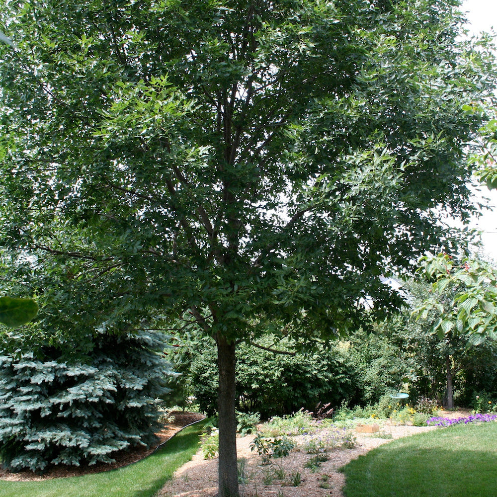 Ash Tree Seeds – Fraxinus spp.