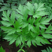 Ashitaba Superfood Seeds - Vegetable Plant