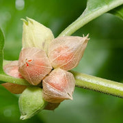 Ashwagandha Seeds - Herbal Plant for Home Gardens Seeds