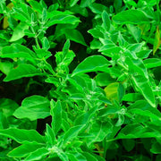 Green Ashwagandha Seeds, Herbal