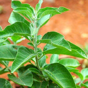 Green Ashwagandha Seeds, Herbal