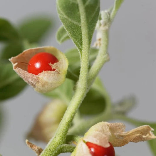 Ashwagandha Seeds - Herbal Plant for Home Gardens Seeds