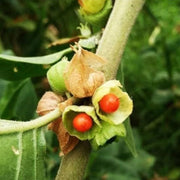 Ashwagandha Seeds - Herbal Plant for Home Gardens Seeds