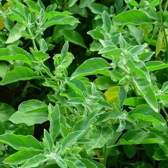 Green Ashwagandha Seeds, Herbal