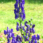 Wildflower Mix Ashwagandha Seeds