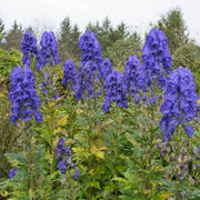 Wildflower Mix Ashwagandha Seeds