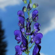 Wildflower Mix Ashwagandha Seeds