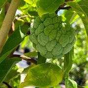 Green Custard Apple Seeds