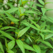 Asian Cilantro Substitute Seeds - Herbal Seeds