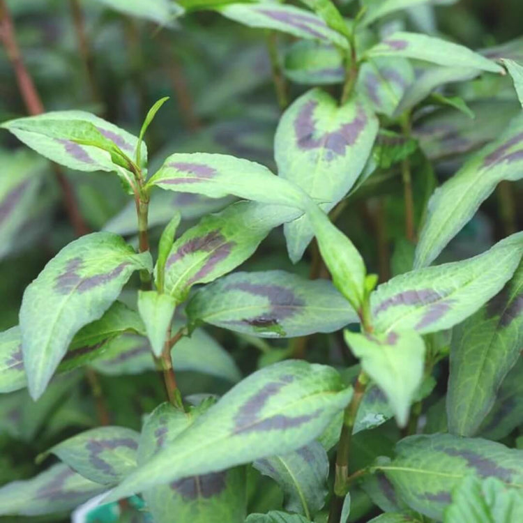 Asian - Herbal Seeds