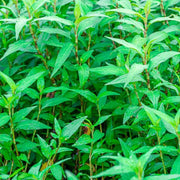 Asian - Herbal Seeds