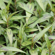 Asian - Herbal Seeds