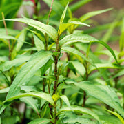 Asian - Herbal Seeds