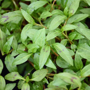 Asian - Herbal Seeds